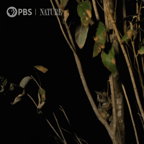 Jump Wildlife GIF by Nature on PBS