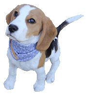 happy dog Sticker by Tales&Tails
