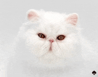 excuse me what GIF by kate spade new york