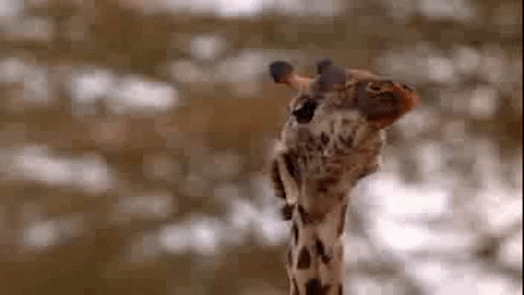 Africa Giraffe GIF by PBS