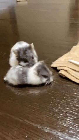 cuteanimalland giphyupload GIF