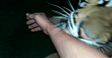 Tigers Bites GIF