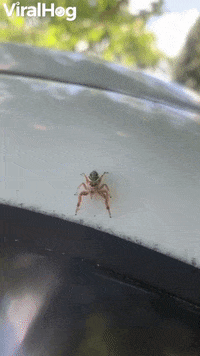 Cute Little Jumping Spider Poses Before A Leap GIF by ViralHog