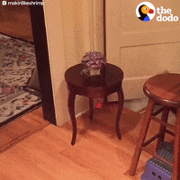 cat jumping GIF by The Dodo