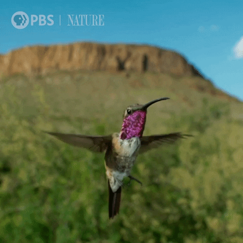 Pbs Nature Fly GIF by Nature on PBS
