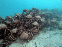 Hordes of Giant Spider Crabs Pile Up on Sea Floor in Port Phillip Bay