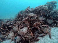Hordes of Giant Spider Crabs