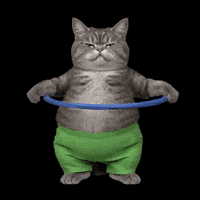 Cat Kitten GIF by POST-WEB