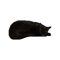 Sleepy Sticker by Rod Kim