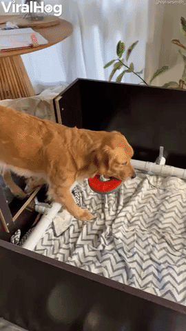 Dog Wants to Play with Newborn Puppies  