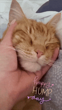 Cat GIF