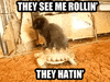cat GIF