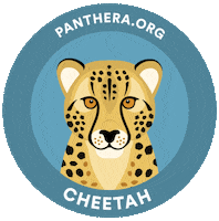 Cheetah Sticker by Pantheracats