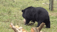 Rescued Moon Bear Plays With Her Pink Ball