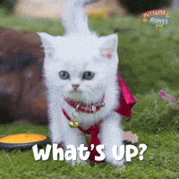 Whats Up Hello GIF by Mittens & Pants