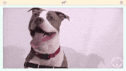 heavy petting lol GIF by Amy Poehler's Smart Girls