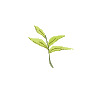 Plant Grow Sticker