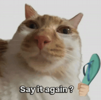 Angry Cat GIF