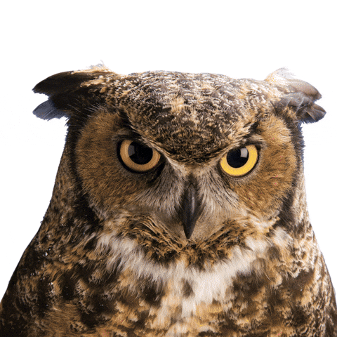 Temple Owl GIF by Temple University