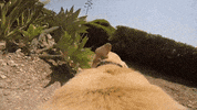 dog pov GIF by Digg