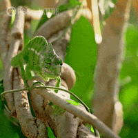 Angry Bbc GIF by Nature on PBS