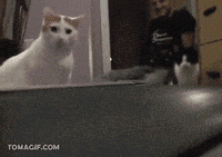 ya GIF