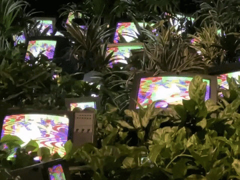 afalconer_design giphygifmaker GIF