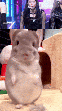 Chinchilla Sue GIF