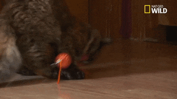 dr pol cat GIF by Nat Geo Wild 