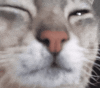 Sleepy Cat GIF