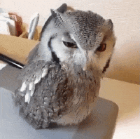Owl Attention GIF