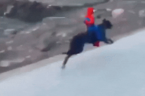 Spiderman Dog Running GIF
