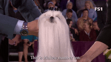 Maltese Number Ten