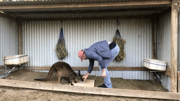 New Study Finds Kangaroos Can Learn to Communicate With Humans