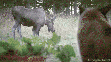 cat moose GIF by Cheezburger