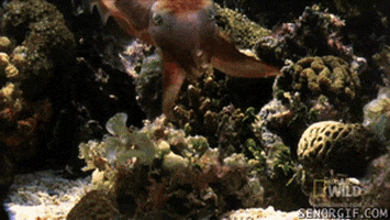 hypnotic sea creature GIF by Cheezburger