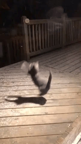 cat catching snow GIF