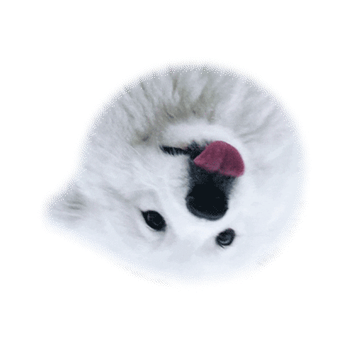 Thisisdave samoyed davide locatelli dave locatelli samoiedo Sticker