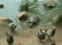 water bird GIF