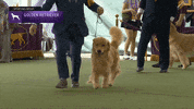 Dogs GIF by Westminster Kennel Club