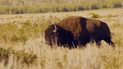yellowstone GIF by National Geographic Channel