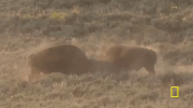 GIF by National Geographic Channel