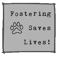 carestl fosteringsaveslives icarestl carestl Sticker