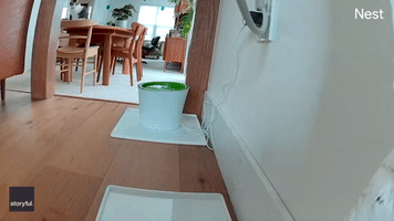 Cheeky Rescue Cat Spills Water All Over New Flooring