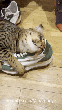 Cat Cuddle GIF
