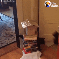 cat jumping GIF by The Dodo