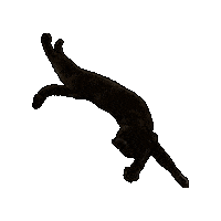 Spiraling Black Cat Sticker by Rod Kim