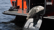 Baltic Sea Swimming GIF by Korkeasaari Zoo