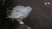 Shaking Snowy Owl GIF by Korkeasaari Zoo