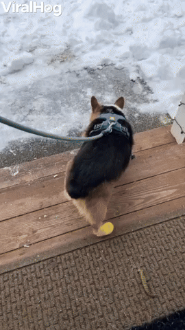 Corgi Disapproves of Birthday Walk Booties